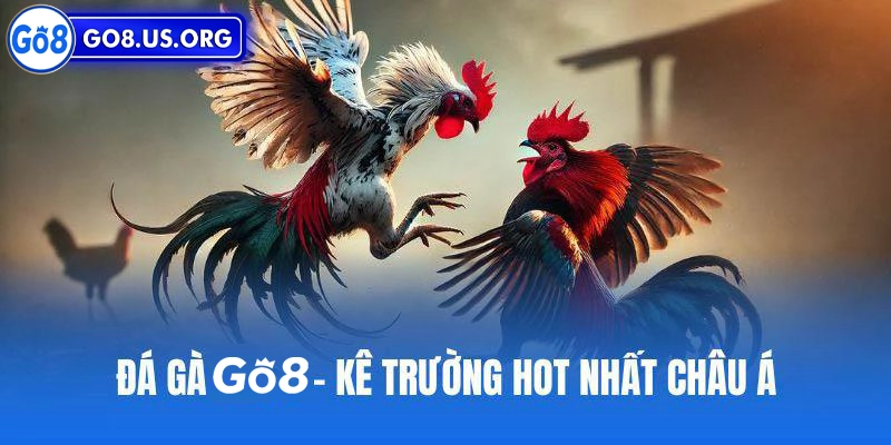 Các yếu tố quan trọng khi chơi cá cược đá gà online tại nhà cái Go8